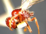 ǦW:Crematogaster (Crematogaster) anthracina Smith, 1857