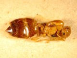 ǦW:Crematogaster (Orthocrema) biroi quadriruga Forel, 1911