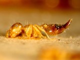 ǦW:Crematogaster (Orthocrema) biroi quadriruga Forel, 1911