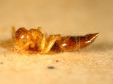 ǦW:Crematogaster (Orthocrema) biroi quadriruga Forel, 1911