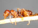 ǦW:Crematogaster (Oxygyne) ebenina ebenina Forel, 1902