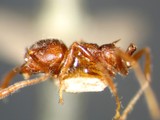 ǦW:Crematogaster (Paracrema) modiglianii modiglianii Emery, 1900