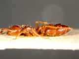 ǦW:Crematogaster (Physocrema) tumidula var. taivanae Forel, 1913