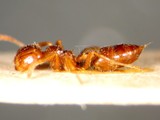 ǦW:Crematogaster (Physocrema) tumidula var. taivanae Forel, 1913