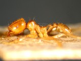 ǦW:Lophomyrmex bedoti Emery, 1893