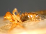 ǦW:Lophomyrmex bedoti Emery, 1893