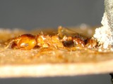 ǦW:Lophomyrmex quadrispinosus (Jerdon, 1851)