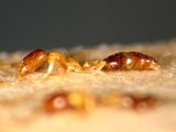 ǦW:Monomorium (Monomorium) andrei Saunders, 1890