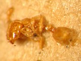 ǦW:Solenopsis corticalis corticalis Forel, 1881