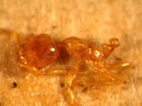 ǦW:Solenopsis corticalis corticalis Forel, 1881