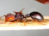 ǦW:Meranoplus mucronatus Smith, 1857