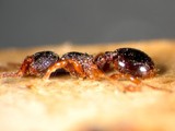 ǦW:Myrmecina graminicola graminicola (Latreille, 1802)