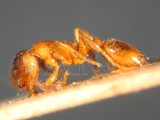 ǦW:Leptothorax muscorum muscorum (Nylander, 1846)