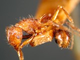 ǦW:Tetramorium pilosum Emery, 1893