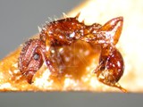 ǦW:Tetramorium pacificum Mayr, 1870