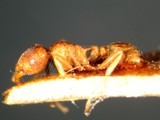 ǦW:Tetramorium wroughtoni Forel, 1902