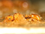 ǦW:Tetramorium lanuginosum Mayr, 1870