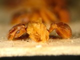 ǦW:Cyphomyrmex rimosus (Spinola, 1851)