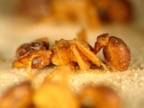 ǦW:Cyphomyrmex rimosus (Spinola, 1851)