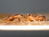 ǦW:Plagiolepis pygmaea (Latreille, 1798)