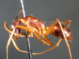 ǦW:Camponotus (Tanaemyrmex) carin tipunus Forel, 1913