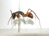 ǦW:Camponotus (Dinomyrmex) gigas gigas (Latreille, 1802)