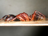 ǦW:Camponotus (Camponotus) herculeanus (Linnaeus, 1758)
