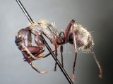 ǦW:Camponotus punctatissimus Forel, 1907