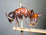 ǦW:Camponotus (Camponotus) ligniperda ligniperda (Latreille, 1802)