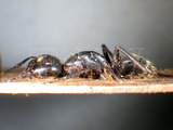 ǦW:Camponotus (Camponotus) vagus vagus (Scopoli, 1763)