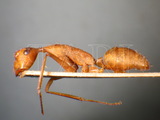 ǦW:Camponotus (Tanaemyrmex) angusticollis angusticollis (Jerdon, 1851)
