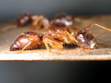 ǦW:Camponotus (Tanaemyrmex) arrogans (Smith, 1858)