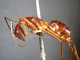 ǦW:Camponotus (Tanaemyrmex) carin carin Emery, 1889