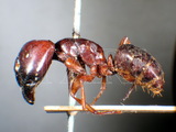 學名:Camponotus (Tanaemyrmex) festinus festinus (Smith, 1857)