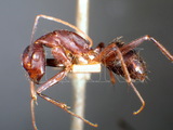 ǦW:Camponotus (Tanaemyrmex) variegatus infuscus Forel, 1892