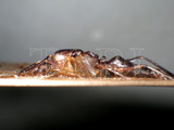ǦW:Camponotus (Tanaemyrmex) compressus compressus (Fabricius, 1784)