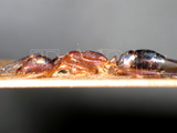 ǦW:Camponotus (Tanemyrmex) variegatus bacchus (Smith, 1858)