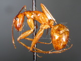 ǦW:Camponotus (Tanaemyrmex) variegatus dulcis Dalla Torre, 1893