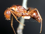 ǦW:Camponotus (Tanaemyrmex) mitis (Smith, 1858)