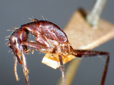 ǦW:Camponotus (Tanaemyrmex) varietagus crassinodis Forel, 1892