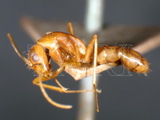 ǦW:Camponotus (Tanaemyrmex) variegatus dulcis Dalla Torre, 1893