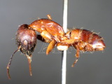 ǦW:Camponotus (Tanaemyrmex) variegatus fuscithorax Dalla Torre, 1893