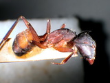 ǦW:Camponotus (Myrmosericus) cruentatus cruentatus (Latreille, 1802)