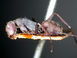 ǦW:Camponotus (Myrmosericus) dolenda (Forel, 1892)