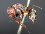 ǦW:Camponotus (Myrmosericus) rufoglaucus rufoglaucus (Jerdon, 1851)