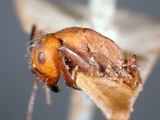 ǦW:Camponotus (Tanaemyrmex) nicobarensis nicobarensis (Mayr, 1865)