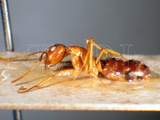 ǦW:Camponotus (Tanaemyrmex) irritans pallidus (Smith, 1857)