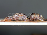 ǦW:Camponotus (Camponotus) parius Emery, 1889