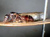 ǦW:Camponotus (Myrmentoma) lateralis lateralis (Olivier, 1792)
