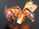 ǦW:Camponotus (Tanaemyrmex) barbatus taylori (Forel, 1892)